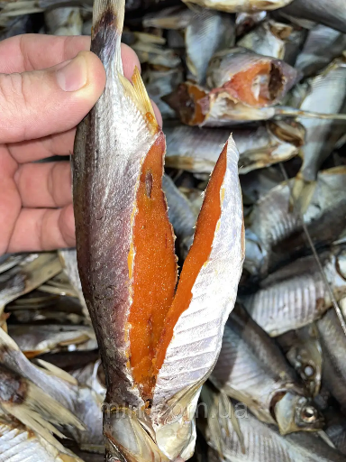 Плотва ікряна